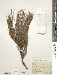 Pinus nigra image