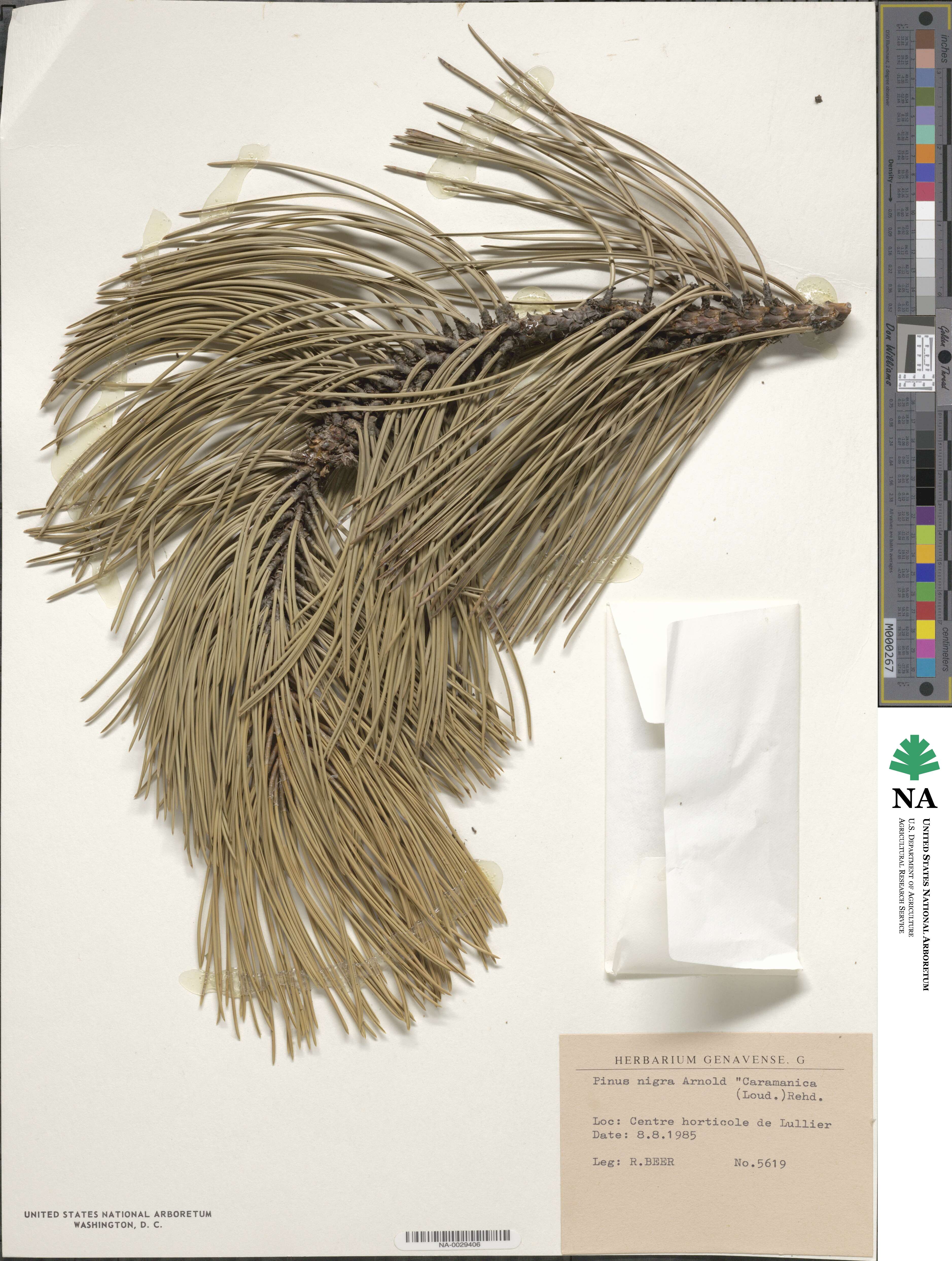 Pinus nigra subsp. pallasiana image