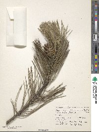 Pinus nigra subsp. pallasiana image