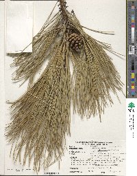 Pinus nigra subsp. salzmannii image