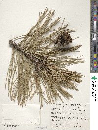 Pinus nigra image