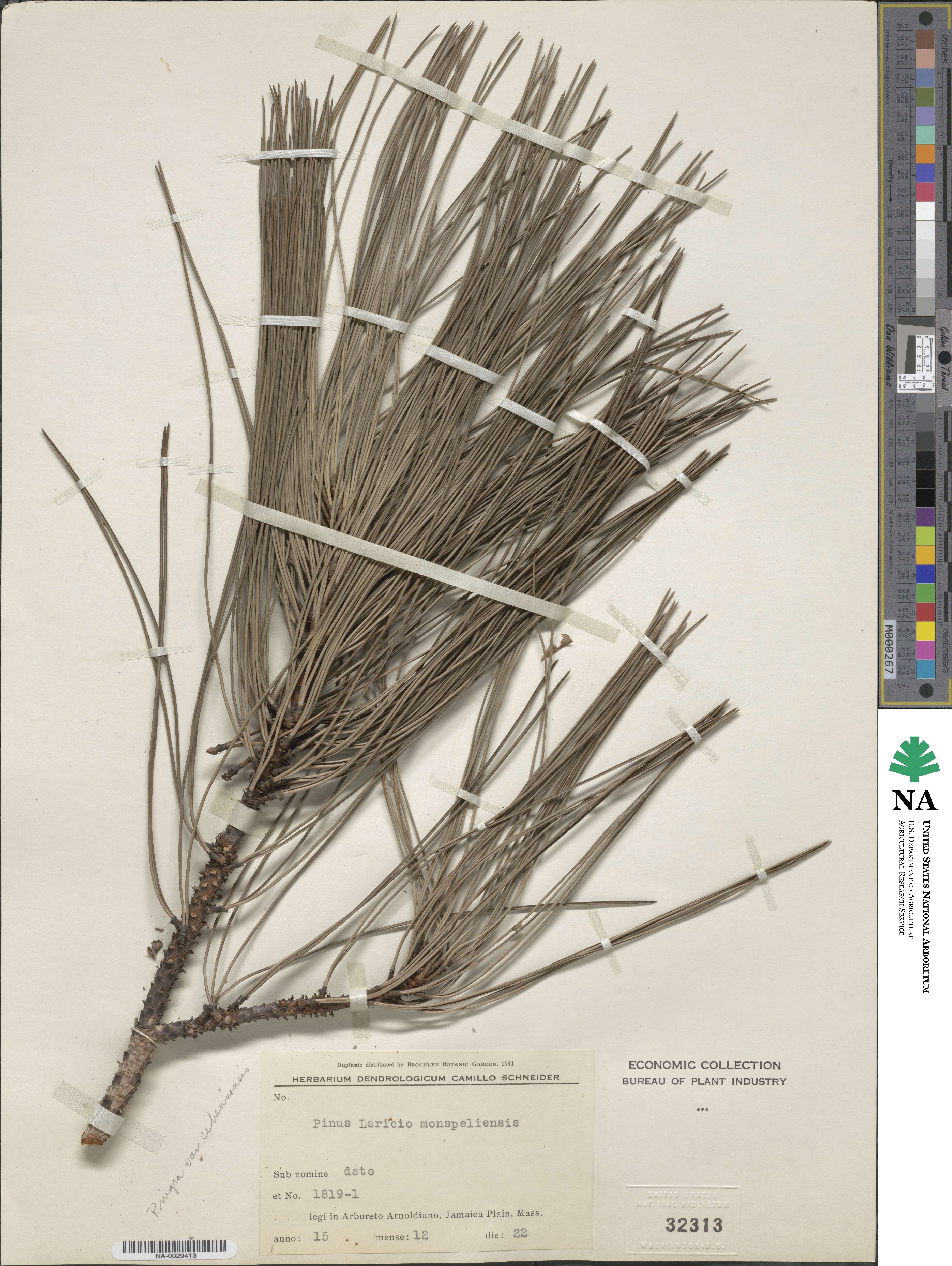 Pinus nigra subsp. salzmannii image