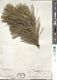 Pinus nigra subsp. laricio image