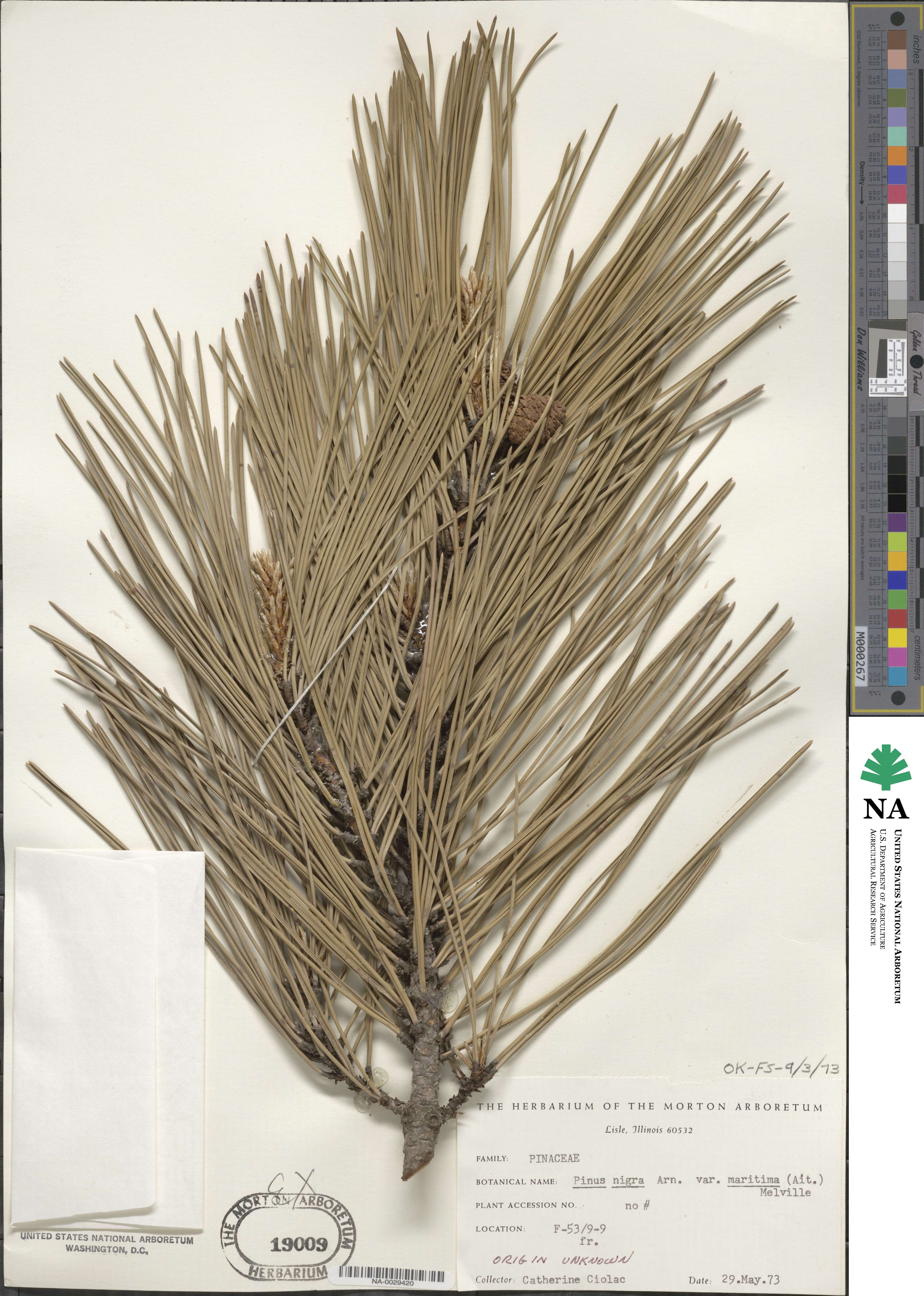 Pinus nigra image