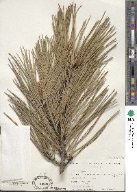 Pinus nigra subsp. laricio image