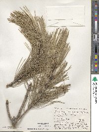 Pinus nigra image