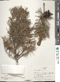 Pinus parviflora image