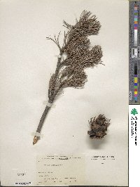 Pinus parviflora image