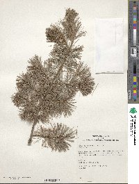 Pinus parviflora image