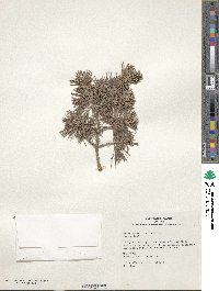 Pinus parviflora image