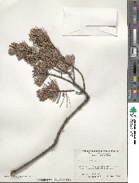 Pinus parviflora image