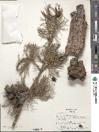 Pinus parviflora image