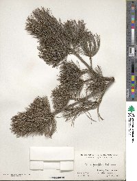 Pinus parviflora image