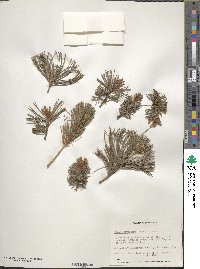 Pinus parviflora image