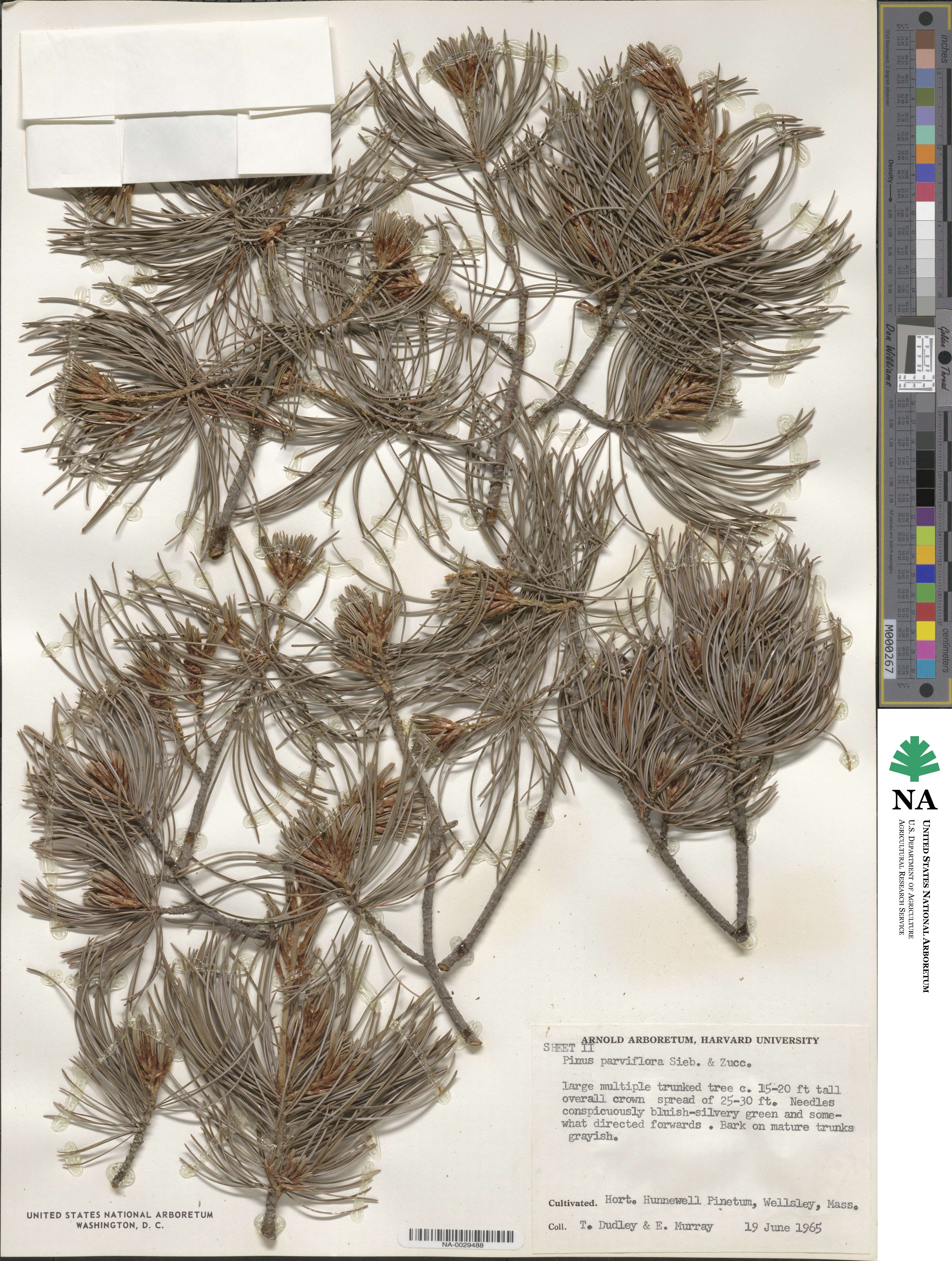 Pinus parviflora 'Glauca' image