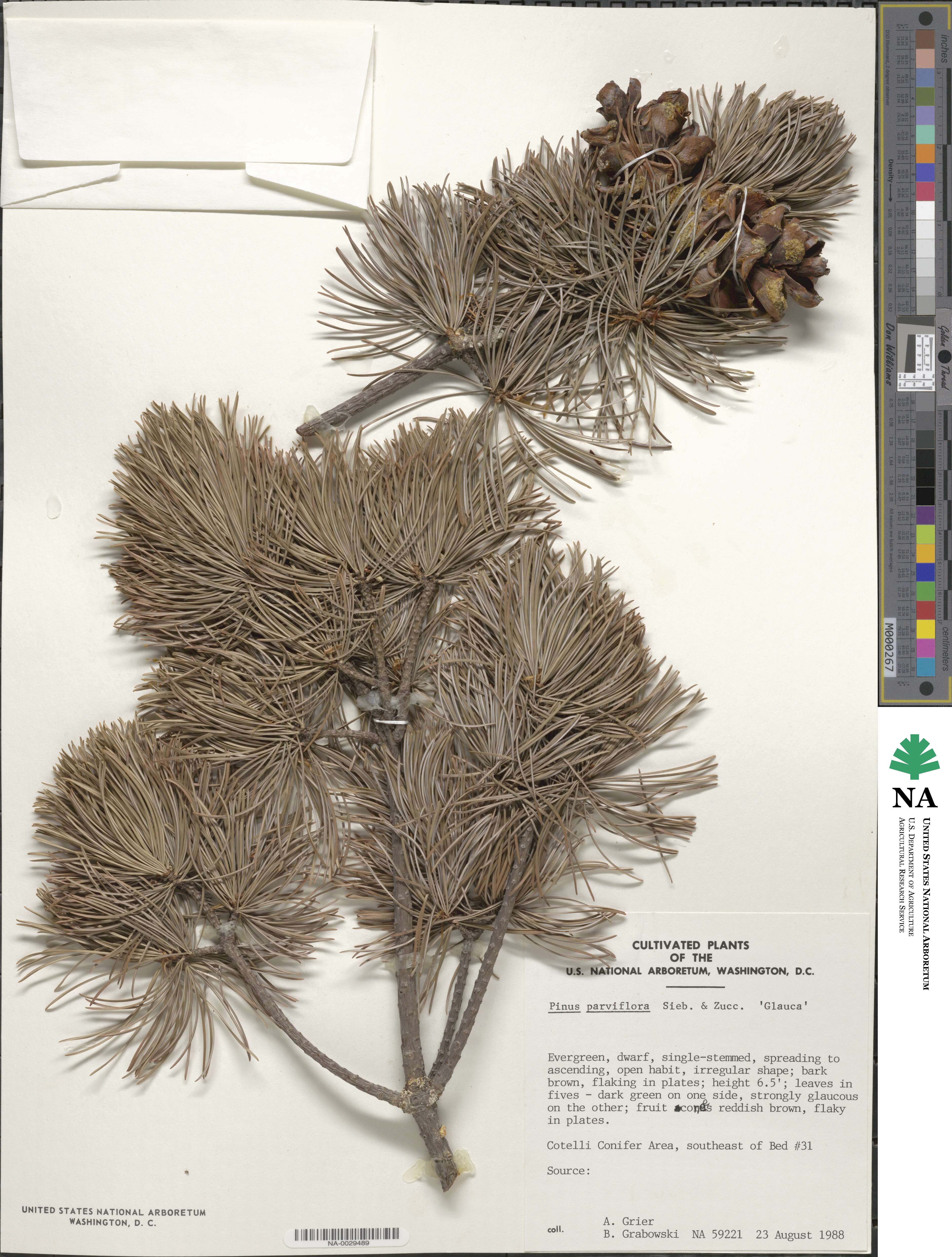 Pinus parviflora 'Glauca' image