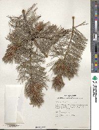 Pinus parviflora image