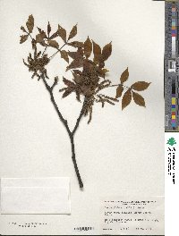 Carya glabra image