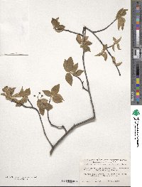 Amelanchier arborea image