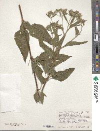 Eupatorium serotinum image