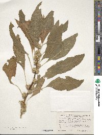 Amaranthus tricolor image