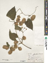 Humulus lupulus image