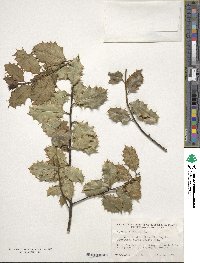 Ilex aquifolium image