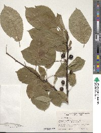 Prunus avium image