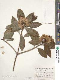 Rhododendron minus image