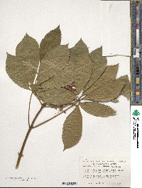 Aesculus pavia image