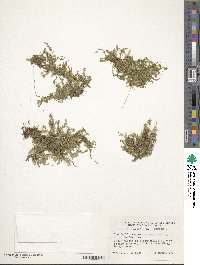 Selaginella apoda image