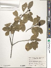 Frangula alnus subsp. alnus image