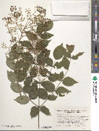 Aralia spinosa image