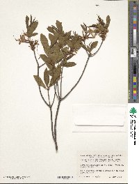 Rhododendron periclymenoides image