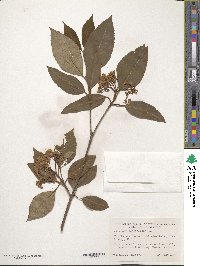 Viburnum cassinoides image