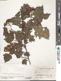 Crataegus phaenopyrum image