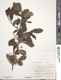 Nyssa sylvatica image