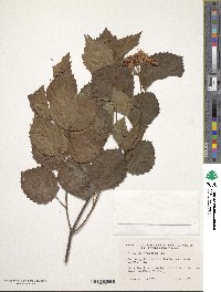 Viburnum dentatum image