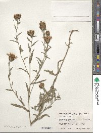 Centaurea nigra image
