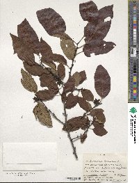 Diospyros virginiana image