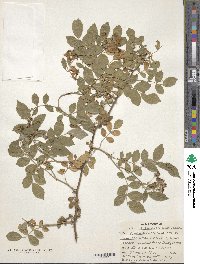 Rosa multiflora image