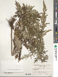 Artemisia vulgaris image