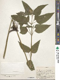 Image of Monarda clinopodia