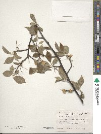 Image of Halesia carolina