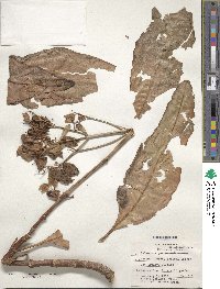 Kalanchoe laxiflora image