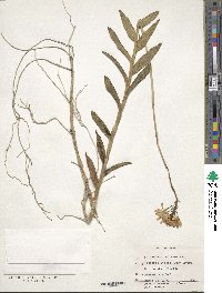 Epidendrum radicans image