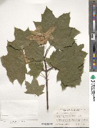 Acer platanoides image