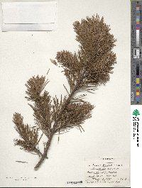 Pinus pungens image