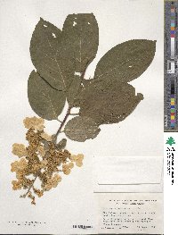 Hydrangea paniculata image