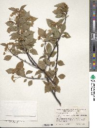 Prunus pensylvanica image